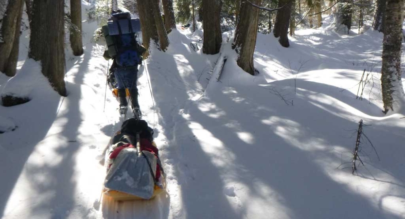 A person makes their way through a snowy, wooded area and pulls a small sled. 